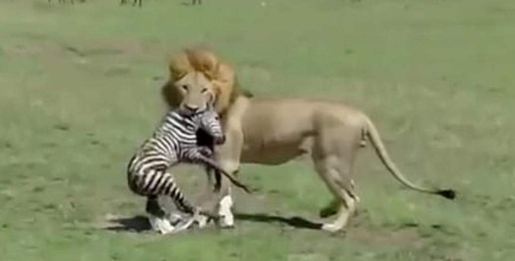 Cebra es devorada por un león minutos después de haber nacido