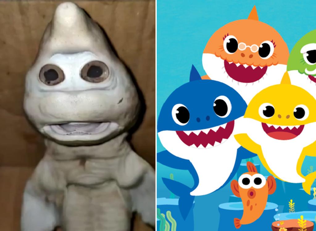 Atrapan un ‘Baby Shark’ de la vida real