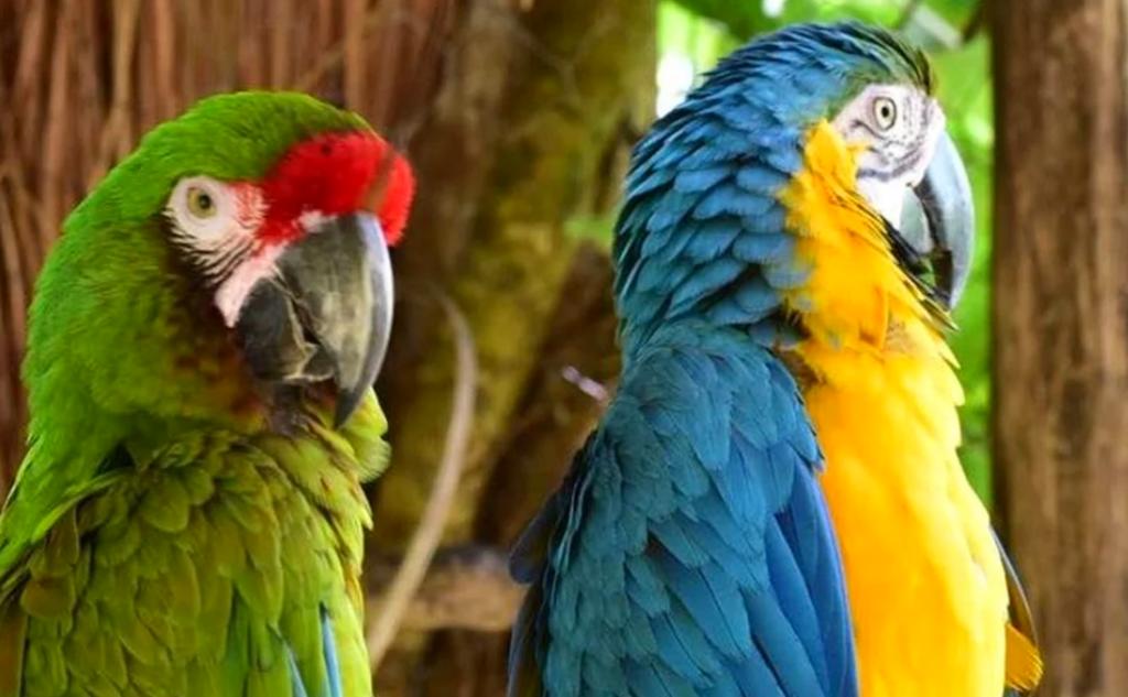 Invaden centro de conservación animal y secuestran ejemplares en Quintana Roo