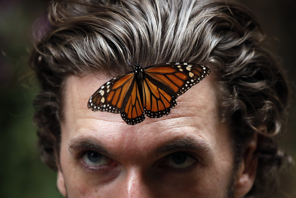 Baja población de mariposa monarca