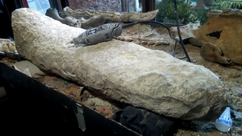 Descubren cola de armadillo gigante de hace 700 mil años