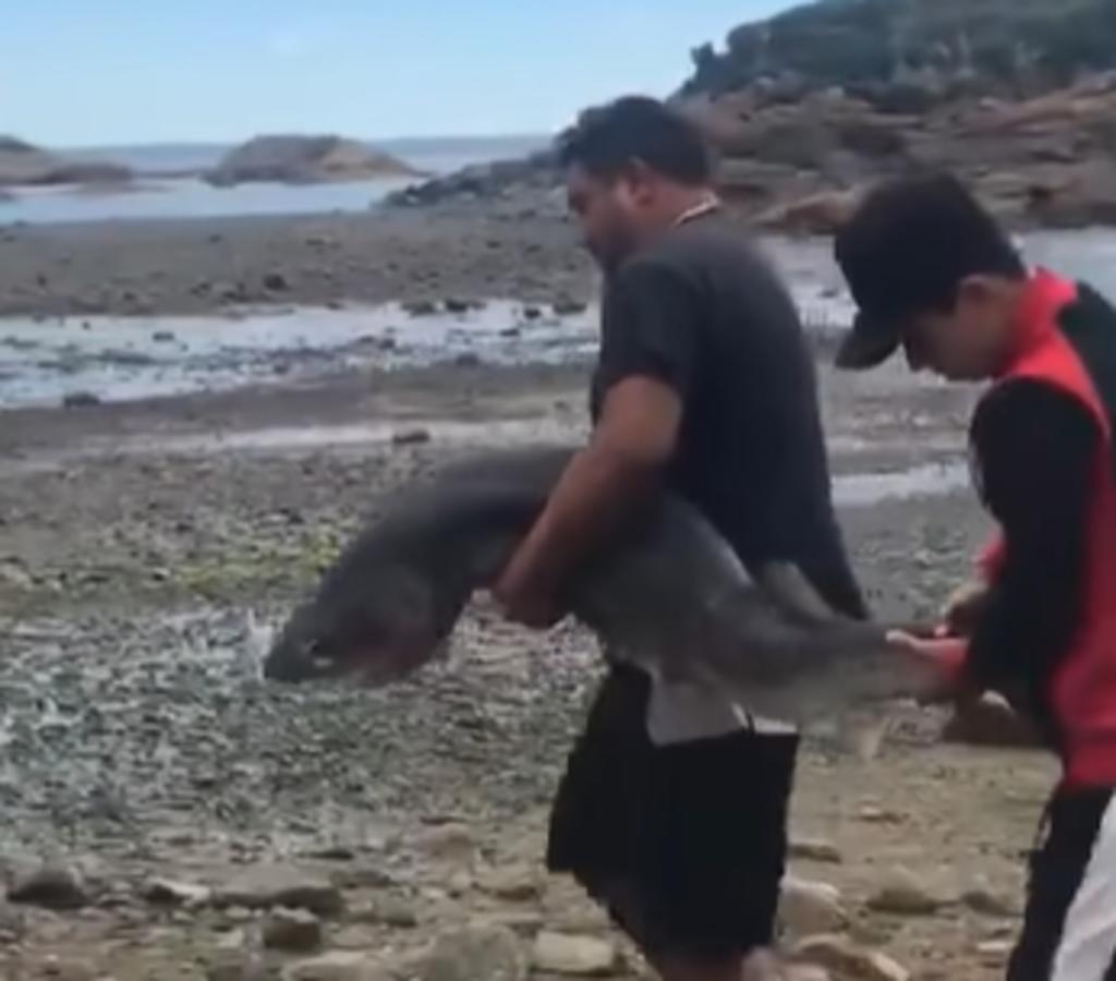Turistas sacan a un tiburón del agua y se lo llevan tras haberlo apuñalado