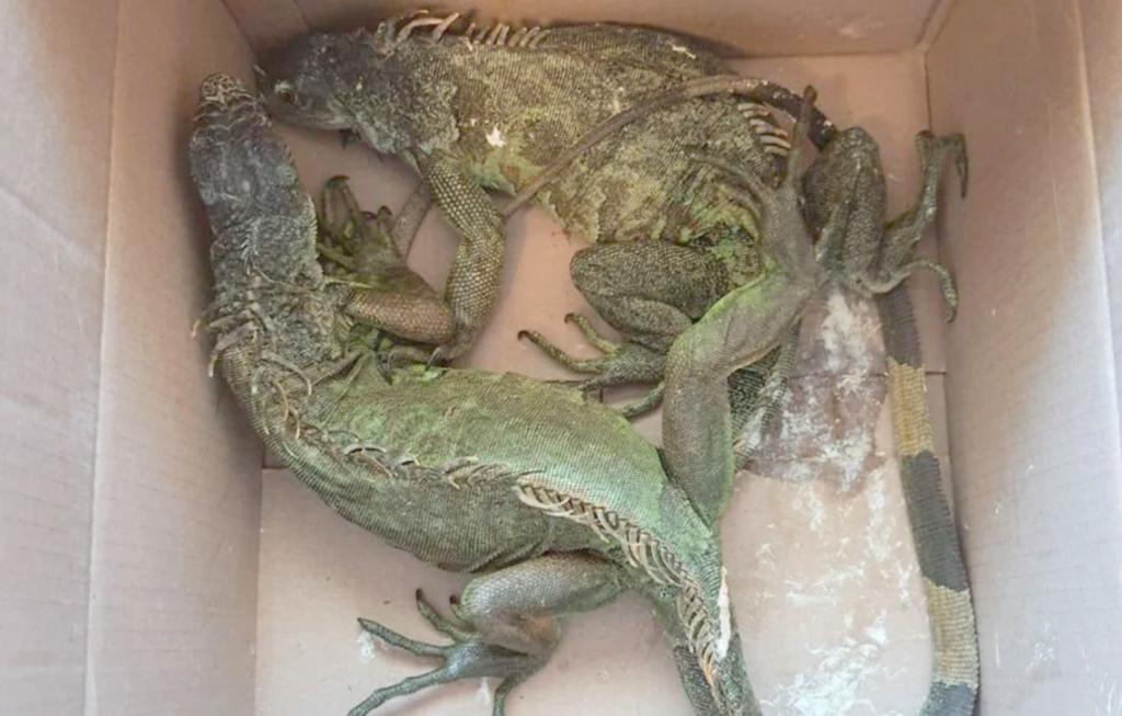 Guardia Nacional asegura iguanas, tortugas, boas y tarántulas en autobús de Puebla