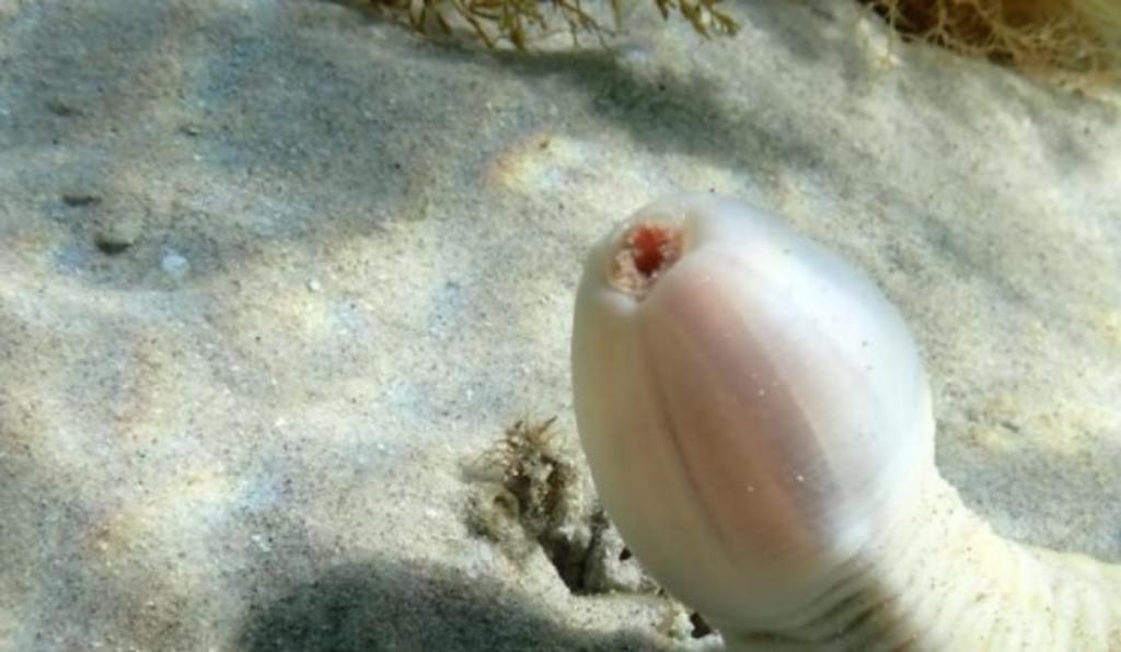 Descubren 'pez pene' en playas de Australia