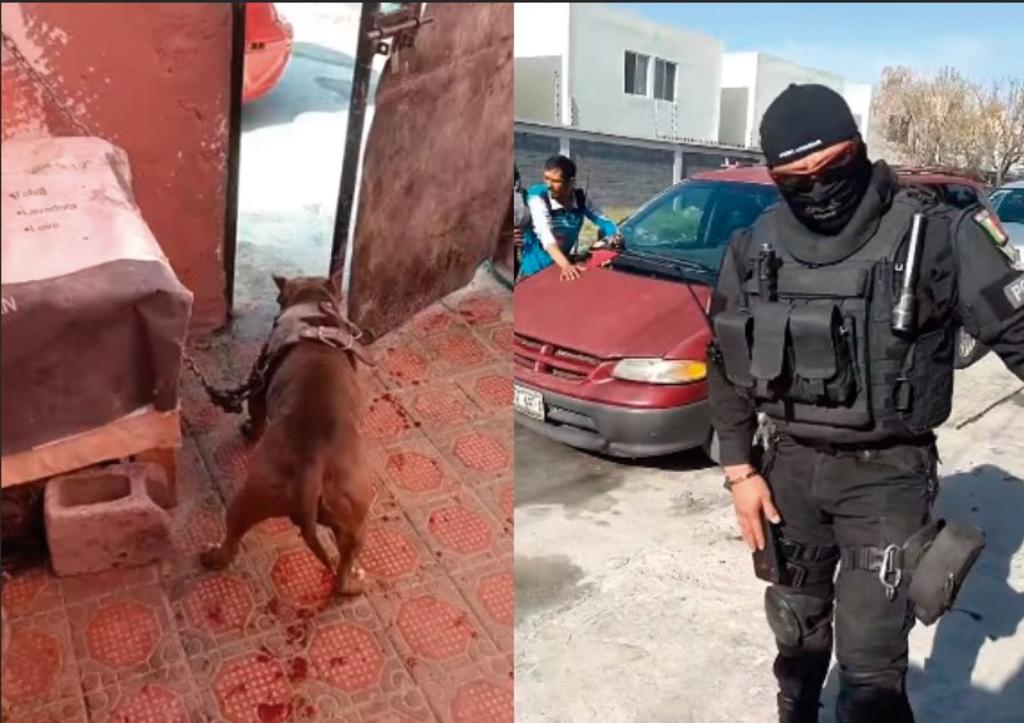 Policía patea, golpea y dispara a Pitbull en Saltillo; exigen justicia