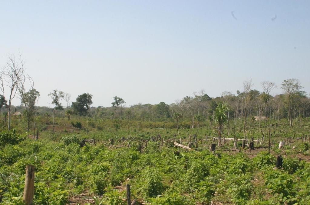 Alerta destrucción con plan forestal en Yucatán y Campeche