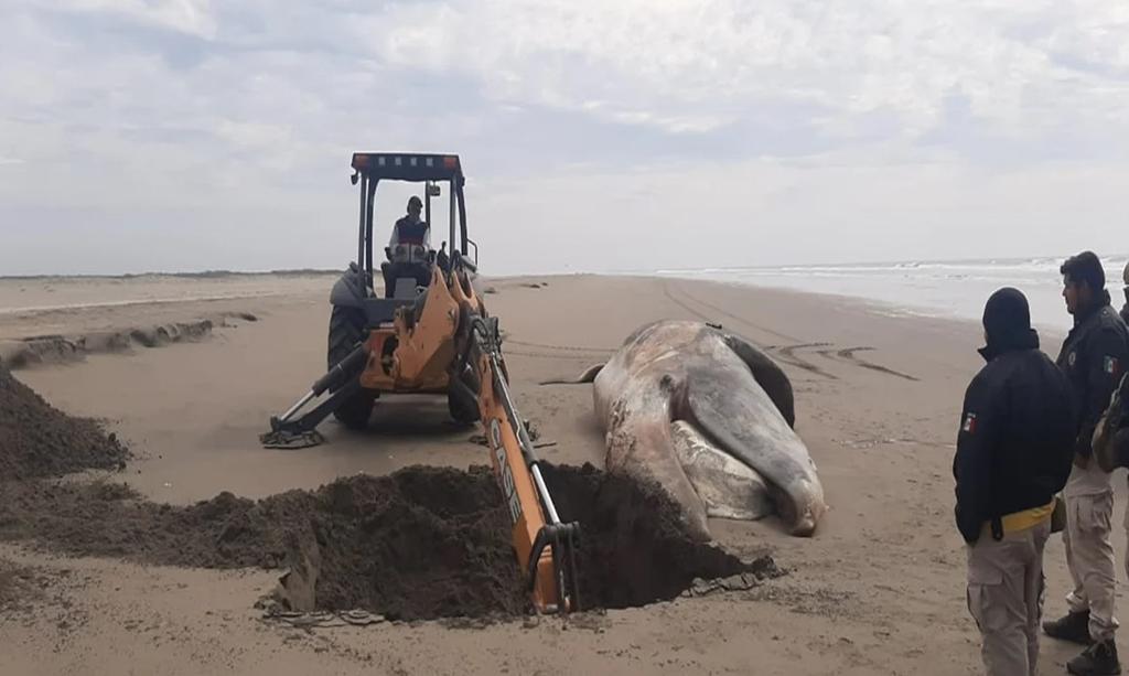 Localizan cuerpo de ballena de 15 metros en playa de Sinaloa