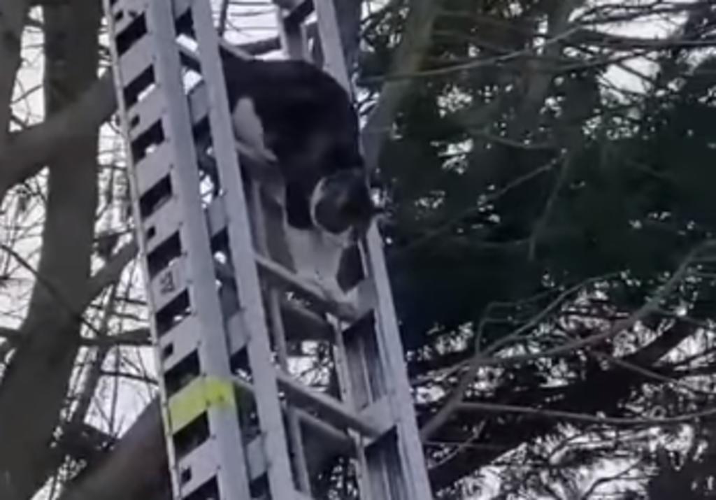Gato atrapado en lo alto de un árbol se 'rescata' a sí mismo al bajar una escalera