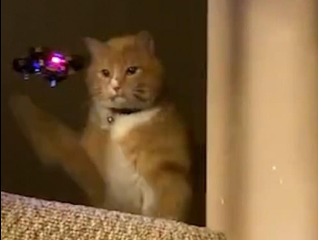 Gato 'enfurece' y ataca a un pequeño dron y cautiva en redes