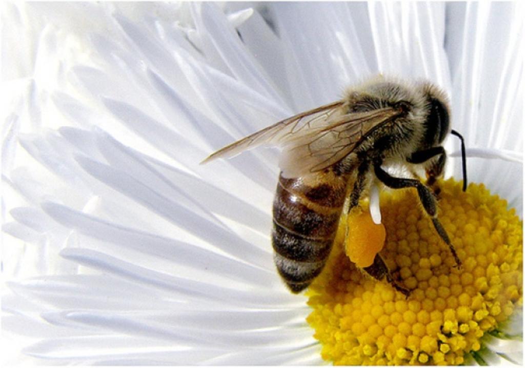 Afirma estudio que casos COVID crecerían hasta 30% por polen de primavera