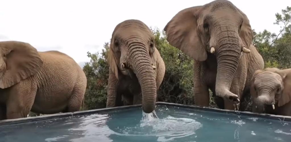 Familia de elefantes 'visitan' un hotel y beben de la piscina