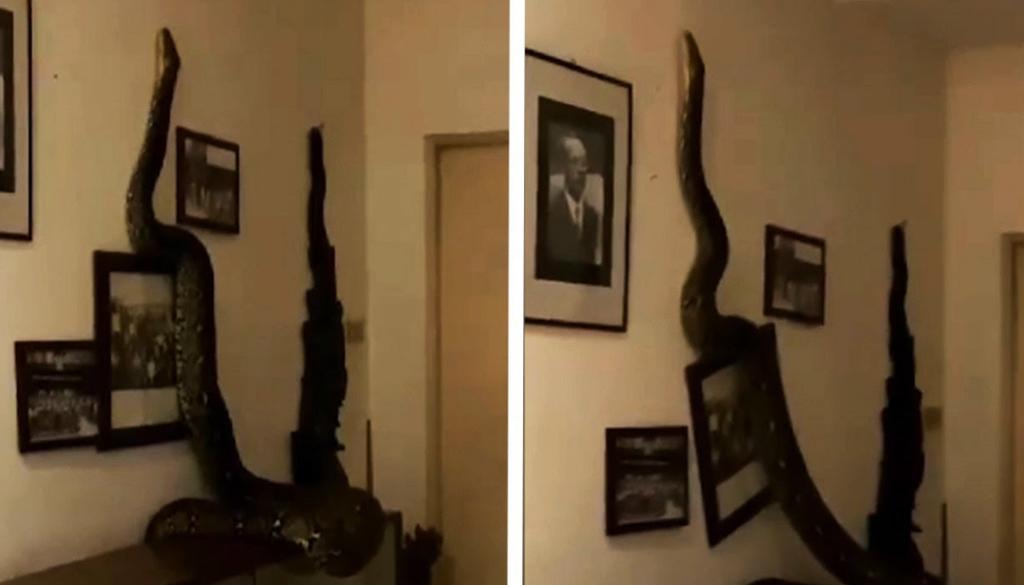 Serpiente de 5 metros cae a un apartamento desde el techo durante la madrugada