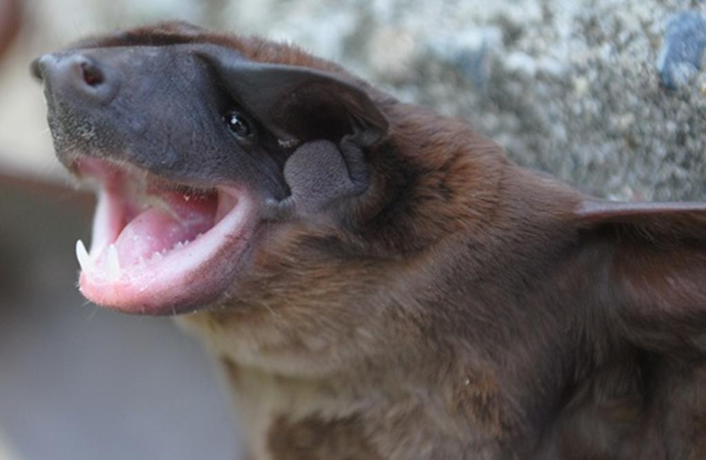 Analizan nueva especie de murciélago 'cara de perro'