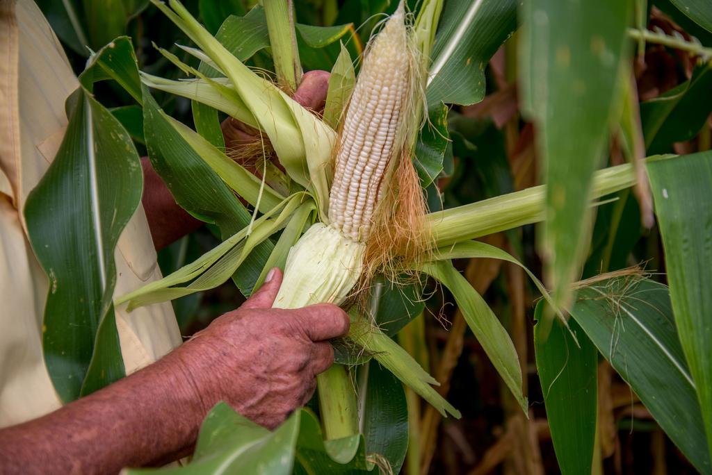 Asegura FGR 22 mil toneladas de maíz robado a tren de carga en Jalisco