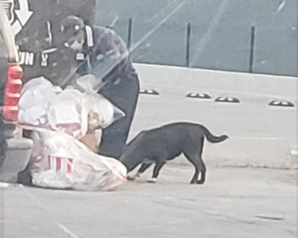 Aplauden a trabajadora de restaurante de Gómez Palacio por alimentar a perritos de la calle