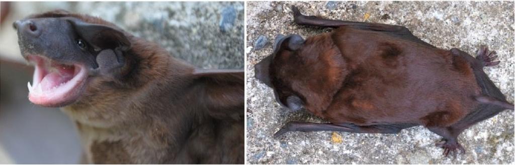 Describen nueva especie de murciélago en los Andes