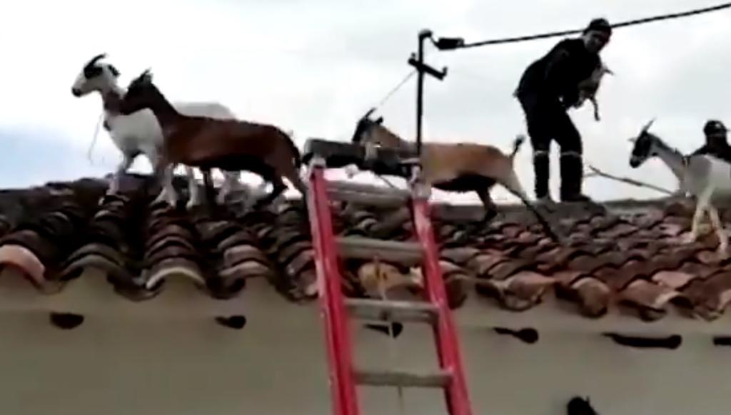 Rebaño de cabras se pasea por el tejado de una casa en Colombia