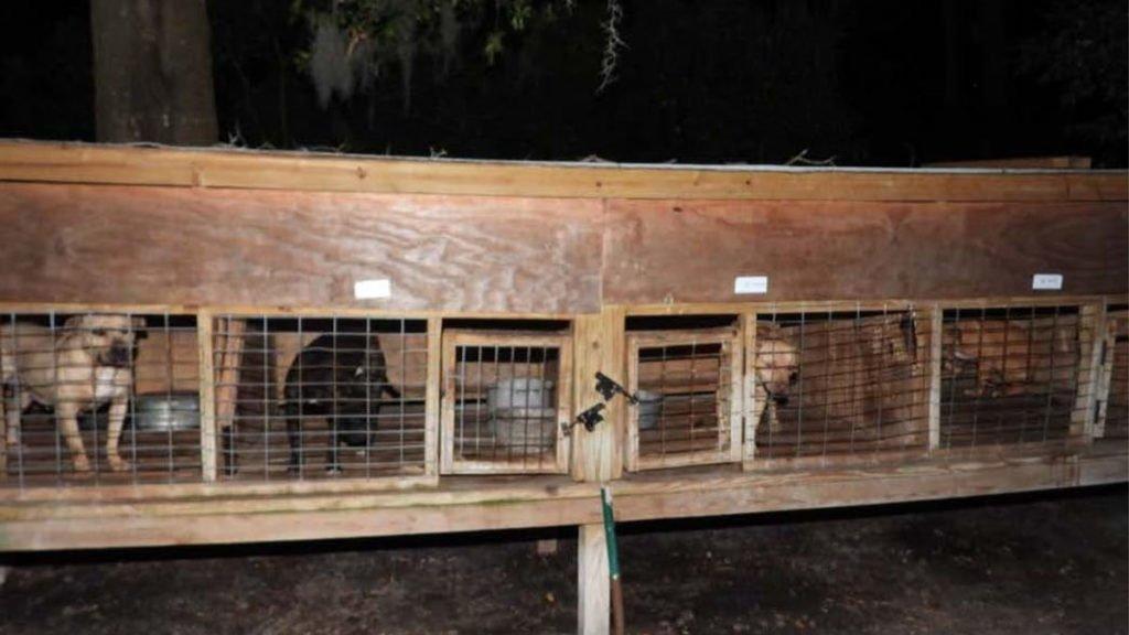 Rescatan en EUA a 42 perros utilizados para peleas ilegales