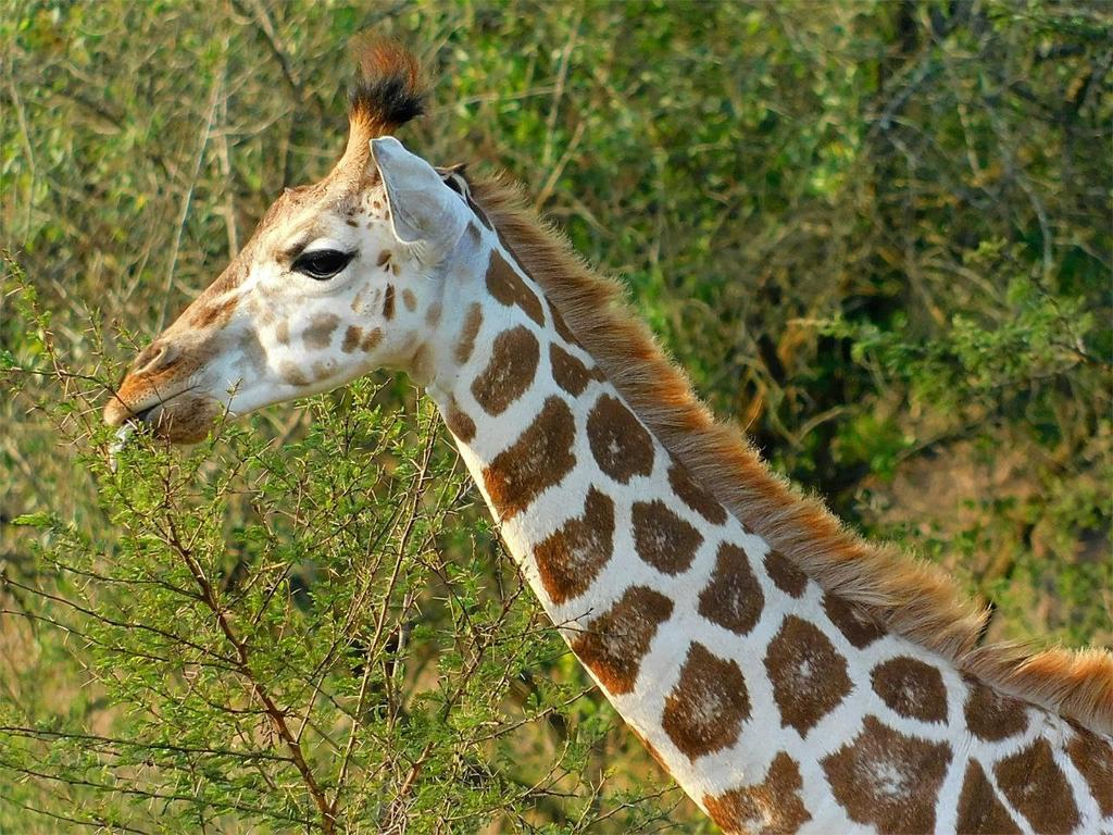 ¿Por qué las jirafas tienen características biológicas únicas?
