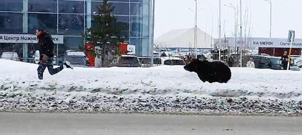 Hombre es perseguido por un oso en plena calle de un cuidad rusa