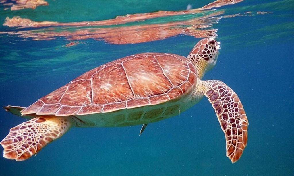 Mueren 19 personas tras comer carne de tortuga marina en Madagascar