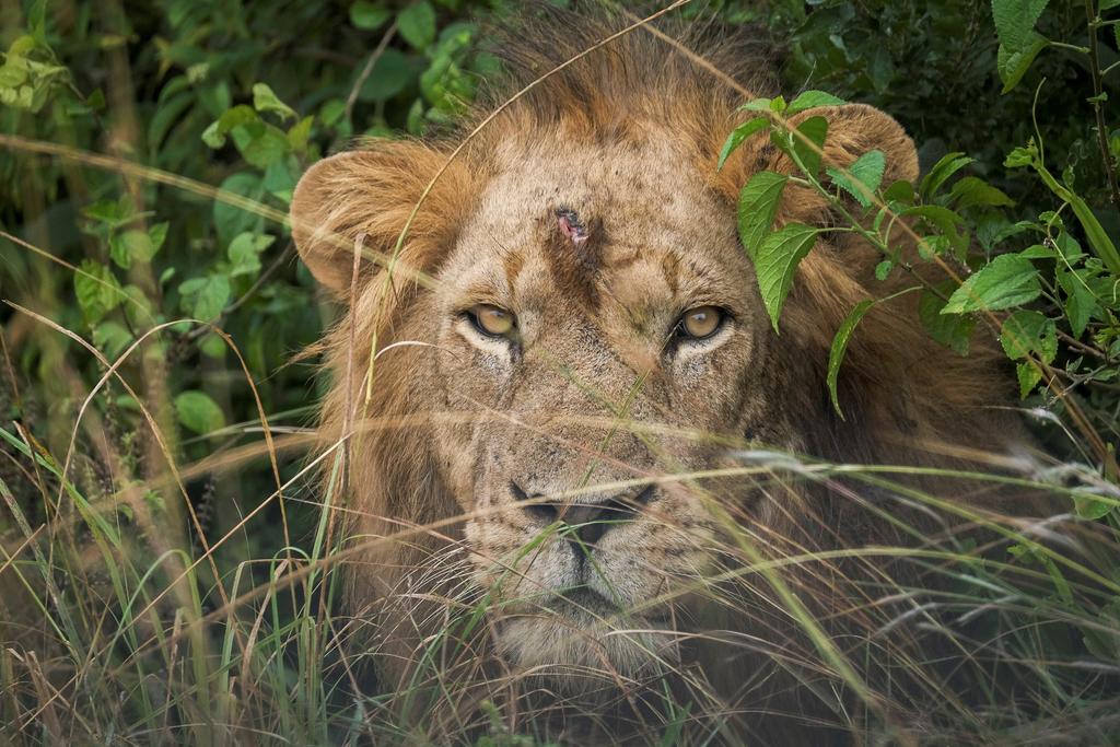 Hallan cadáveres de seis leones en  parque nacional de Uganda