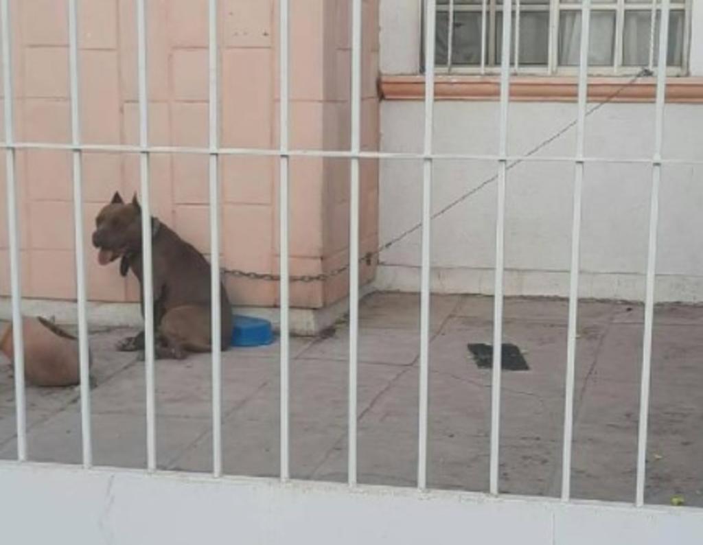 Reportan a Pitbull encadenado y sin alimento en Torreón