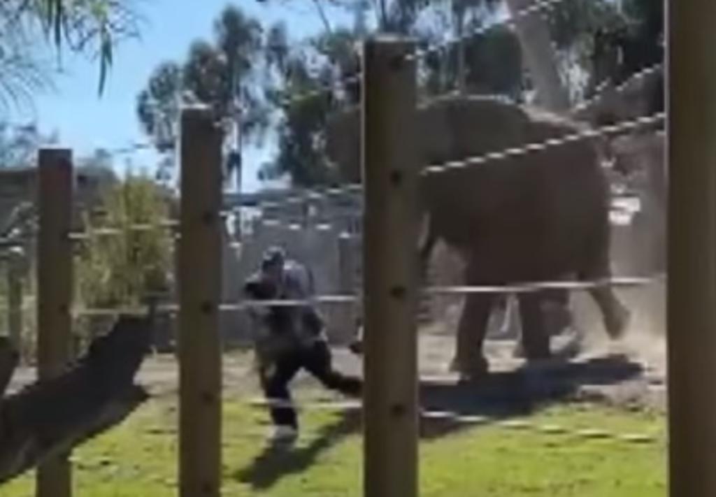 Hombre ingresa al hábitat de elefantes de un zoológico; tira a su hija de 2 años al tratar de escapar