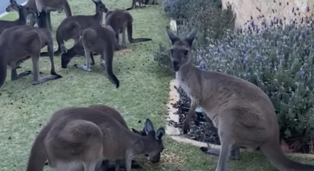 Canguros 'invaden' suburbio australiano y generan furor en redes
