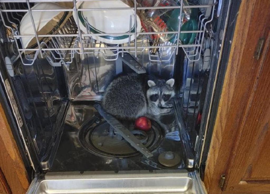 Mapache sorprende a una familia, escondido en su lavavajillas