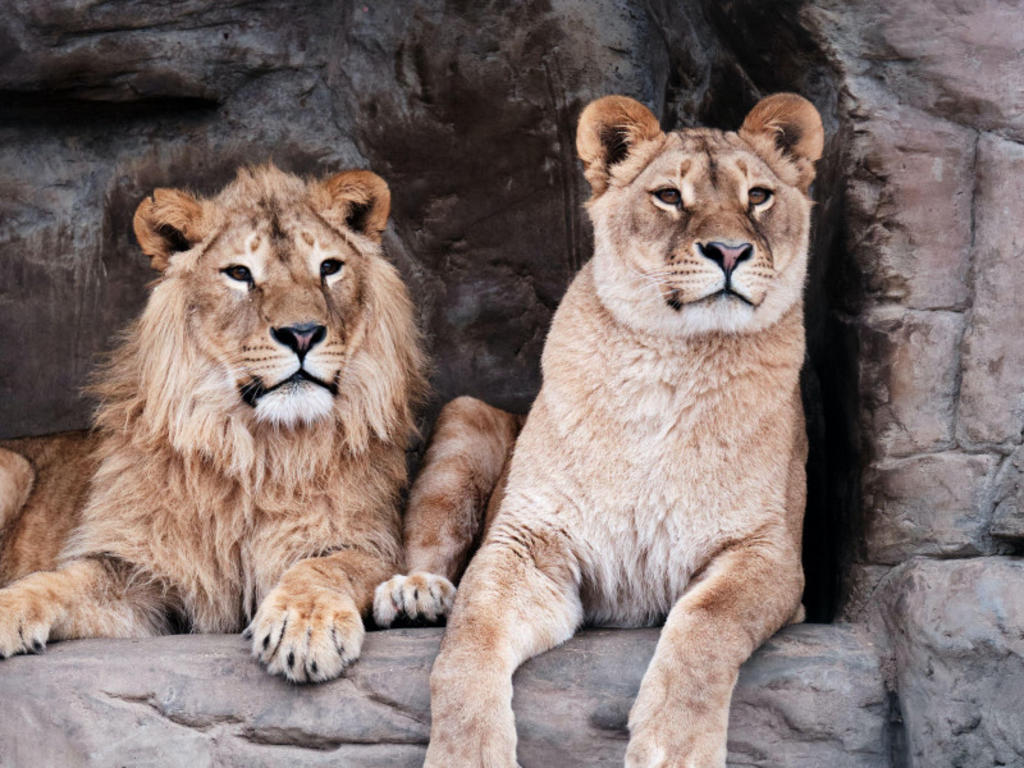 Aparecen seis leones mutilados en un parque nacional de Uganda