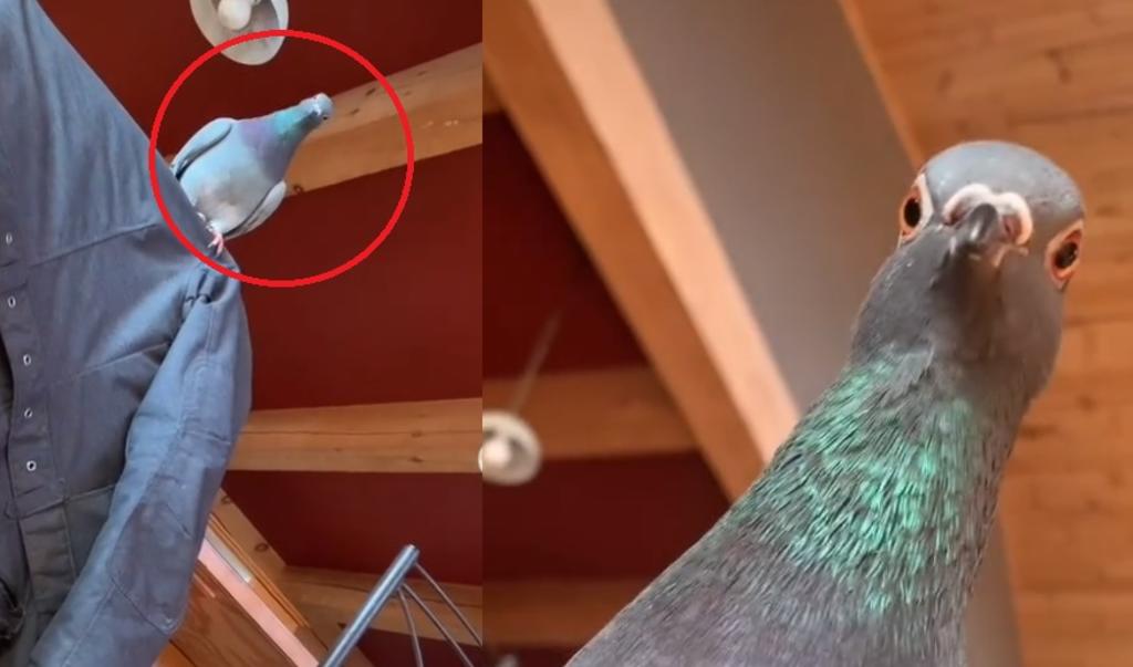 Reacción de paloma al ver a su dueña 'muerta' se vuelve viral