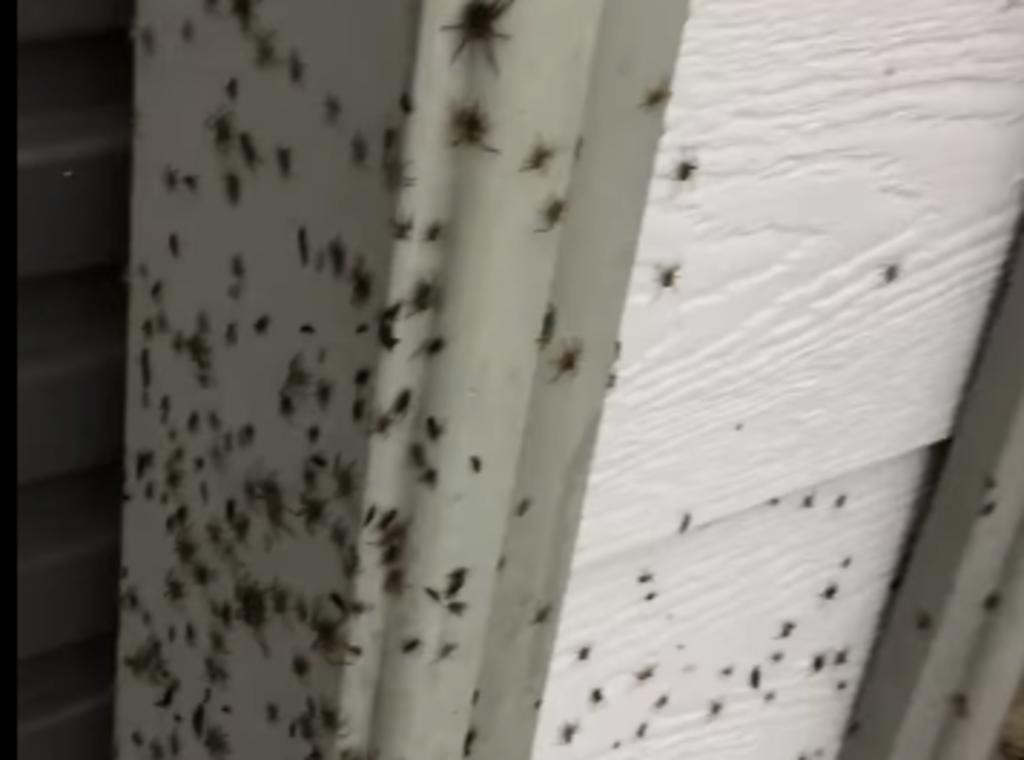 Cientos de arañas 'invaden' cochera de un hogar para escapar de las inundaciones