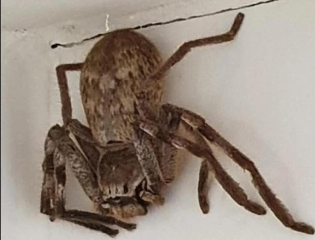 Mujer descubre a gran araña 'Huntsman' mientras se duchaba