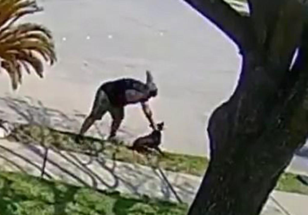 Hombre es grabado golpeando más de 20 veces a su perro porque 'no le hizo caso'