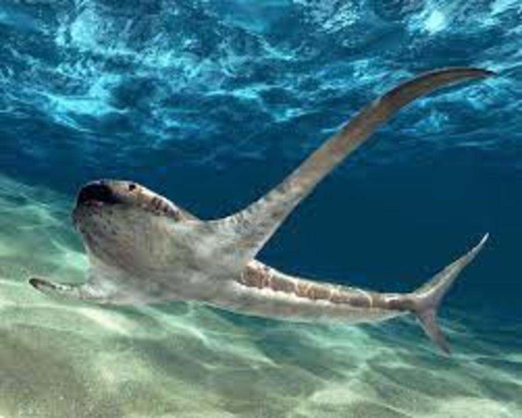 Descubren fósil de tiburón 'con alas' en México