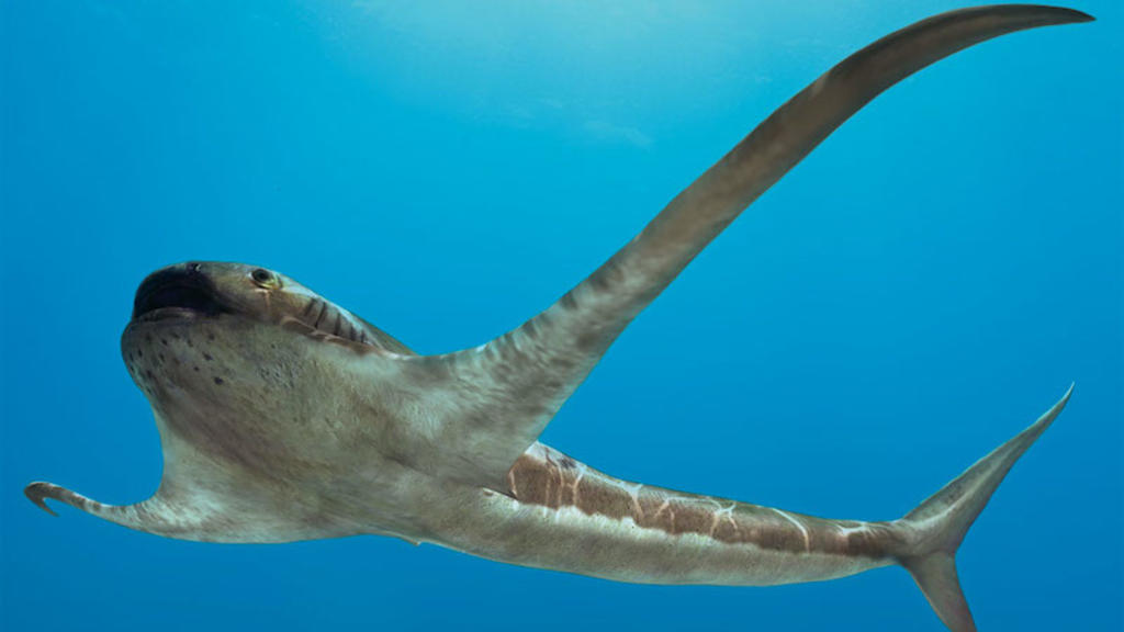 Descubren fósil de antiguo tiburón con 'alas' en México