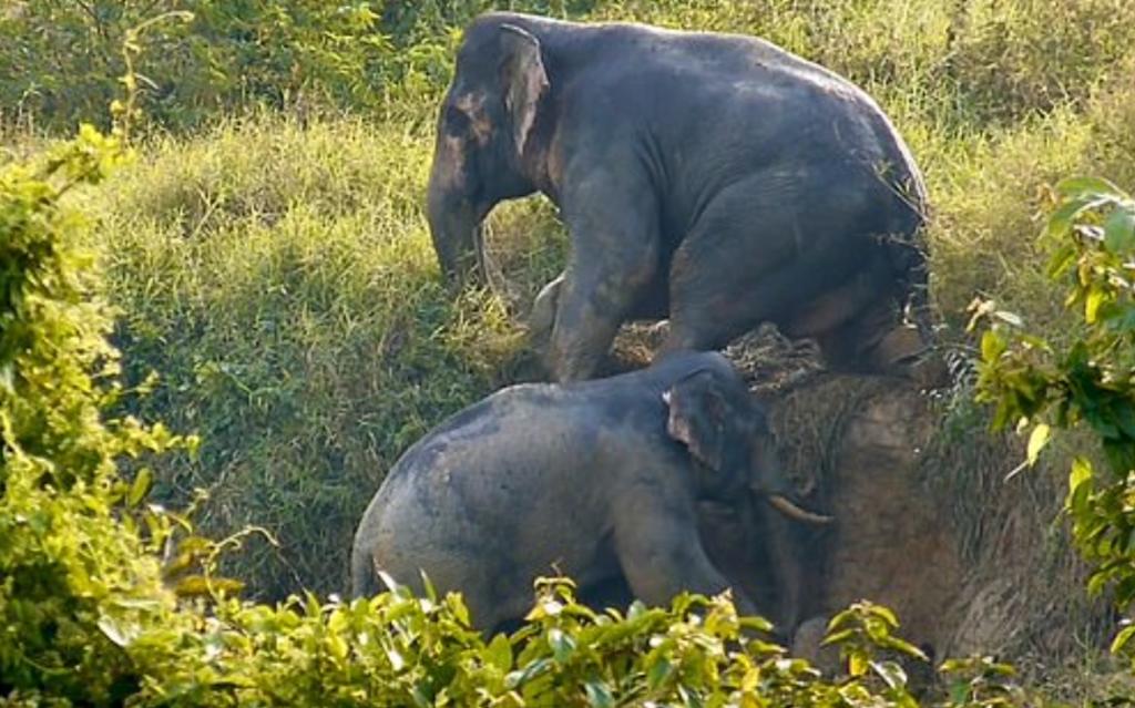 Elefantes son grabados trabajando en equipo para escapar de una zanja