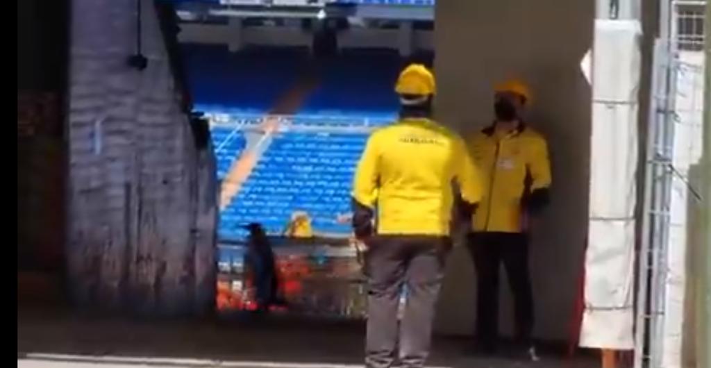 VIDEO: Captan a dos pingüinos en las obras del estadio Santiago Bernabeú