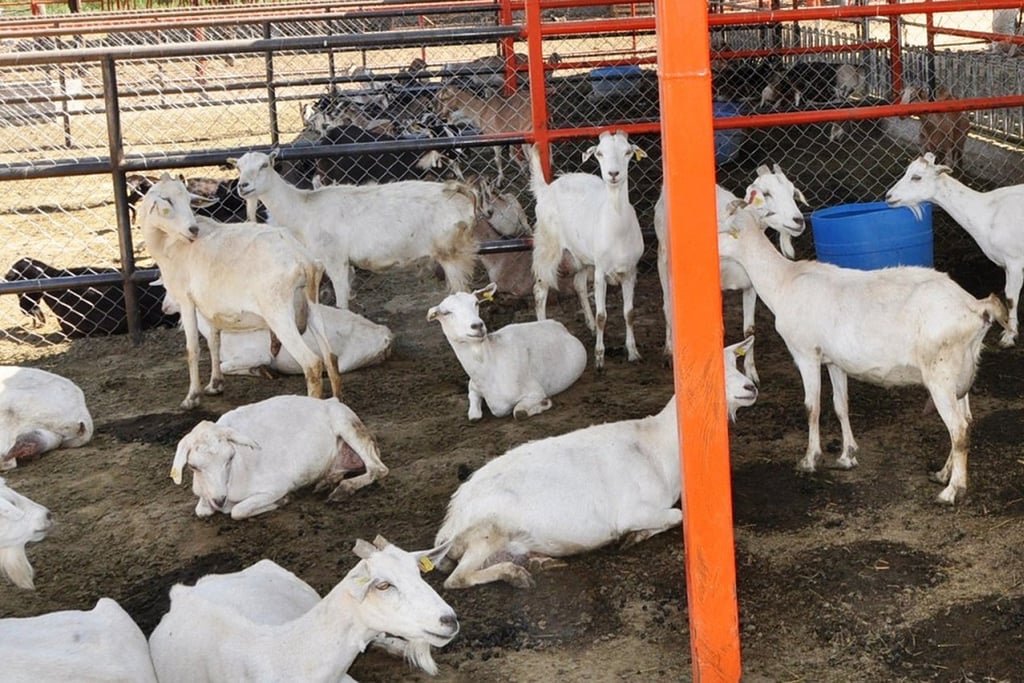 Avanza producción de carne de cabra