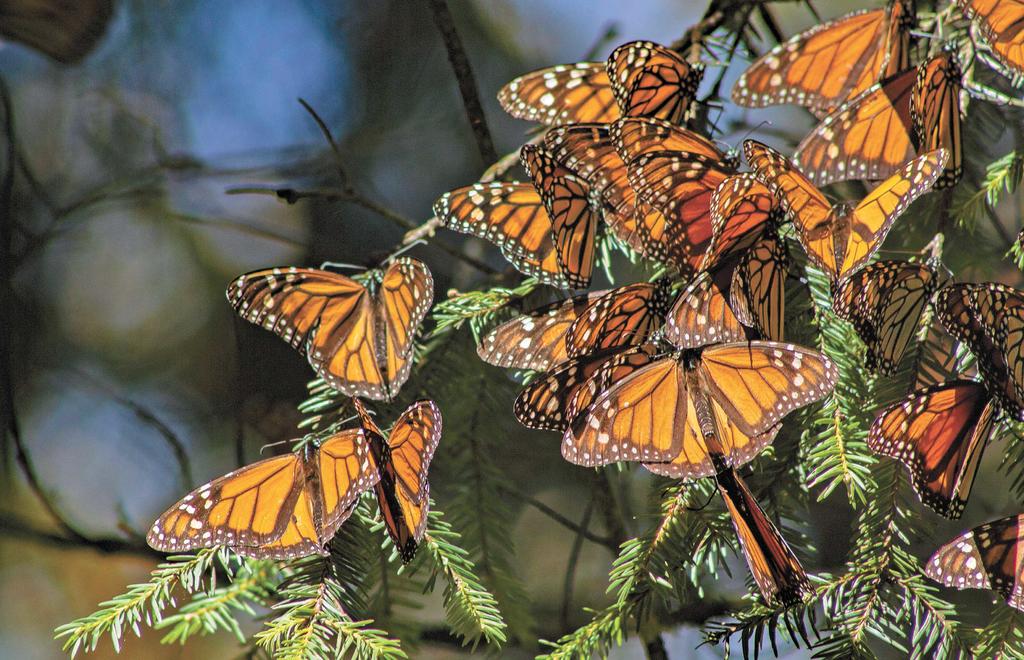 Mariposas monarca parten de México luego de una de sus peores estancias