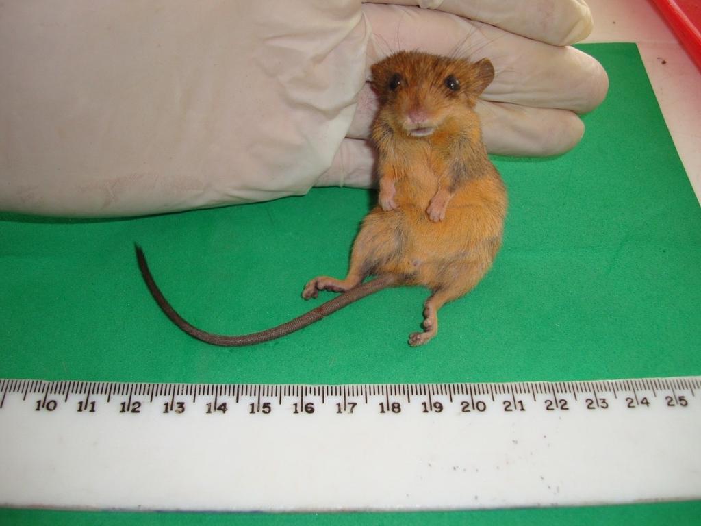 Descubren especie de roedor que se creía inexistente en Ecuador