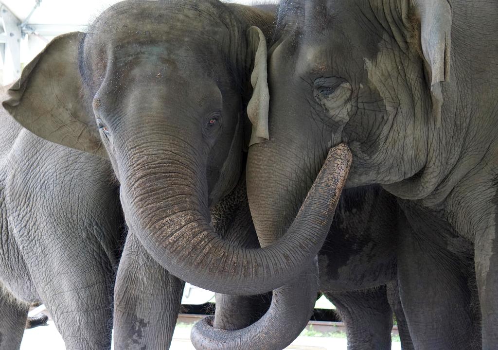 Dos especies de elefantes africanos están en peligro de extinción