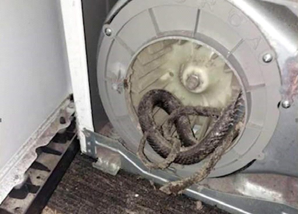 Su secadora no funcionaba y la razón los deja perplejos