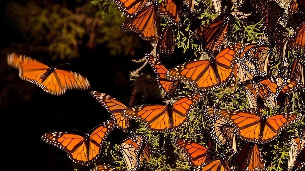 Mariposa monarca reduce su presencia en México ante falta de néctar