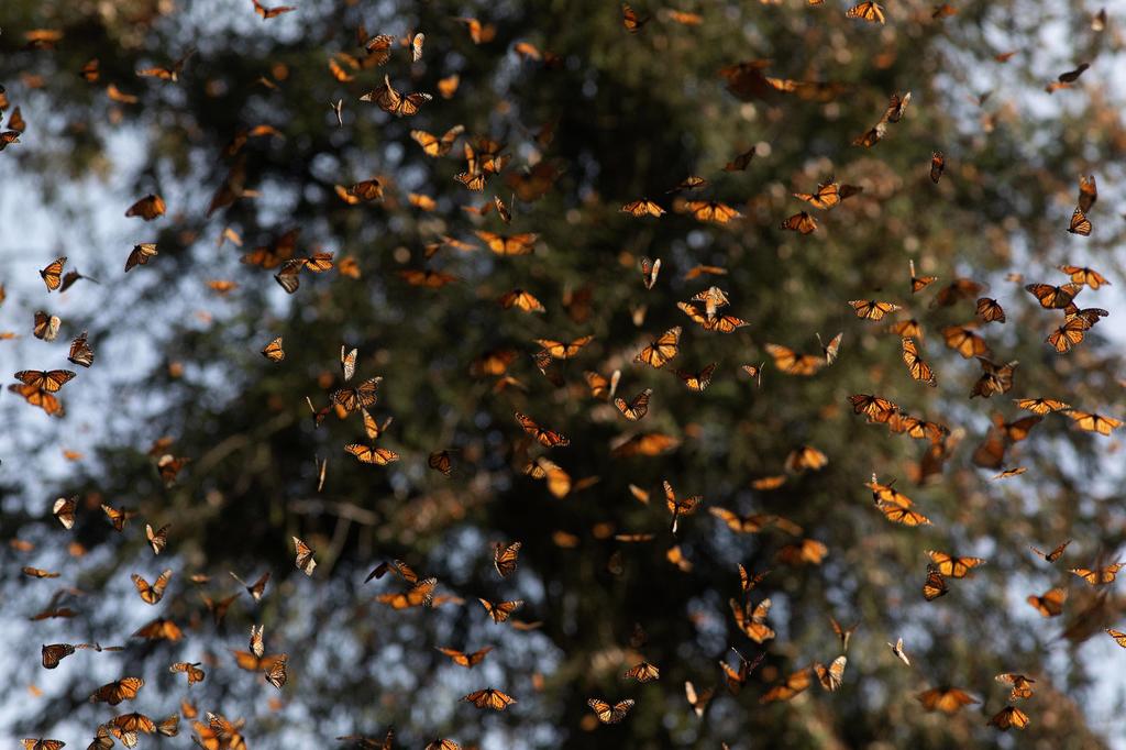 Por menos néctar, mariposas monarcas reducen presencia en México
