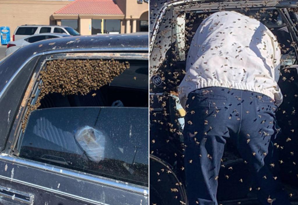 Rescatan a un hombre de un enjambre de abejas rodeando su coche