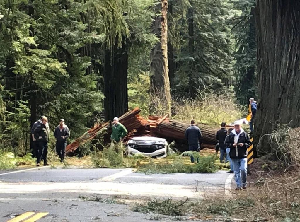 Pareja muere aplastada por un árbol que cayó sobre su auto