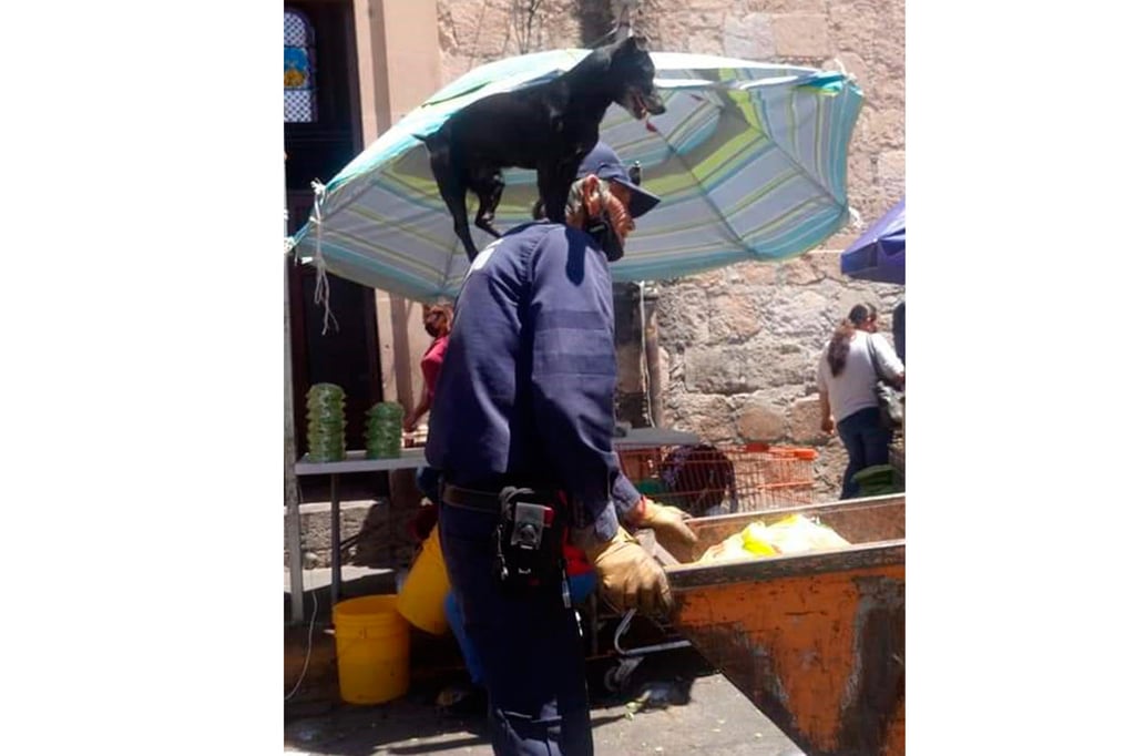 Abuelito duranguense carga su mascota al hombro en jornada laboral