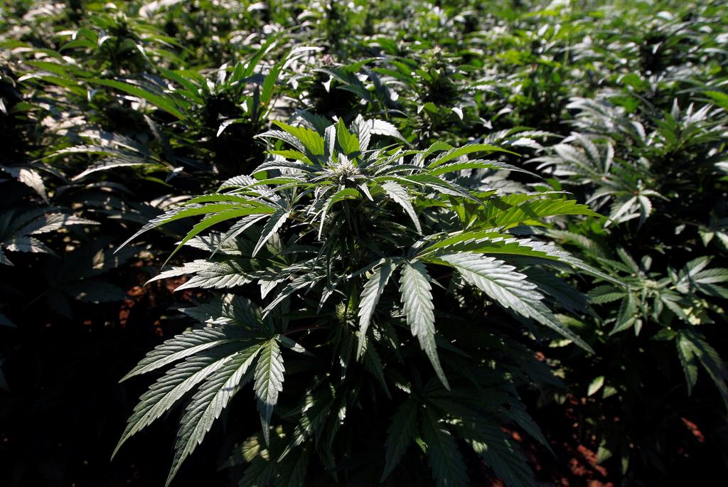Gobernador de Virginia pide acelerar legalización de la marihuana
